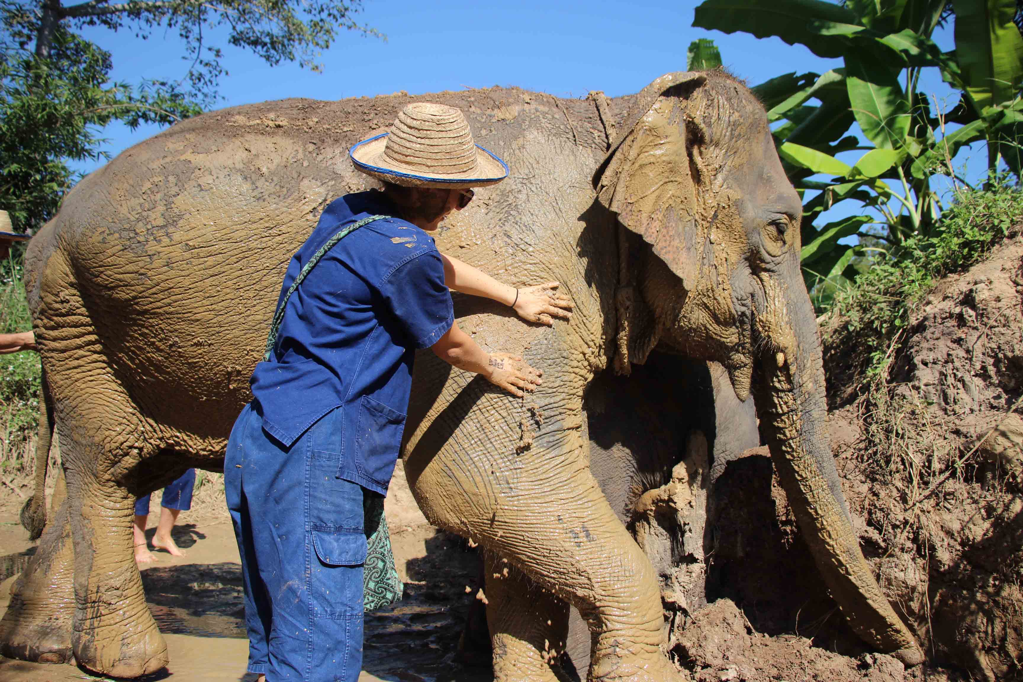  TWO DAY VISIT | Maerim Elephant Sanctuary