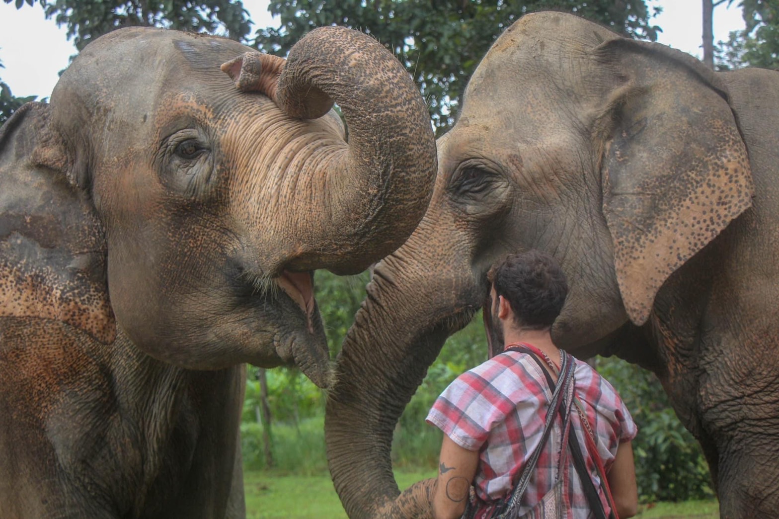 HALF DAY AFTERNOON | Maerim Elephant Sanctuary