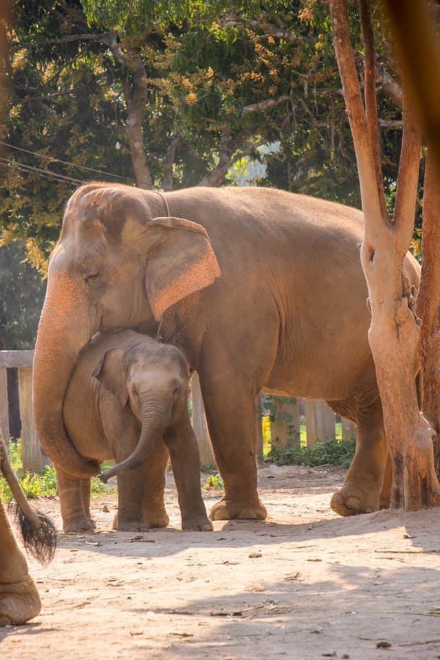 HALF DAY AFTERNOON | Maerim Elephant Sanctuary