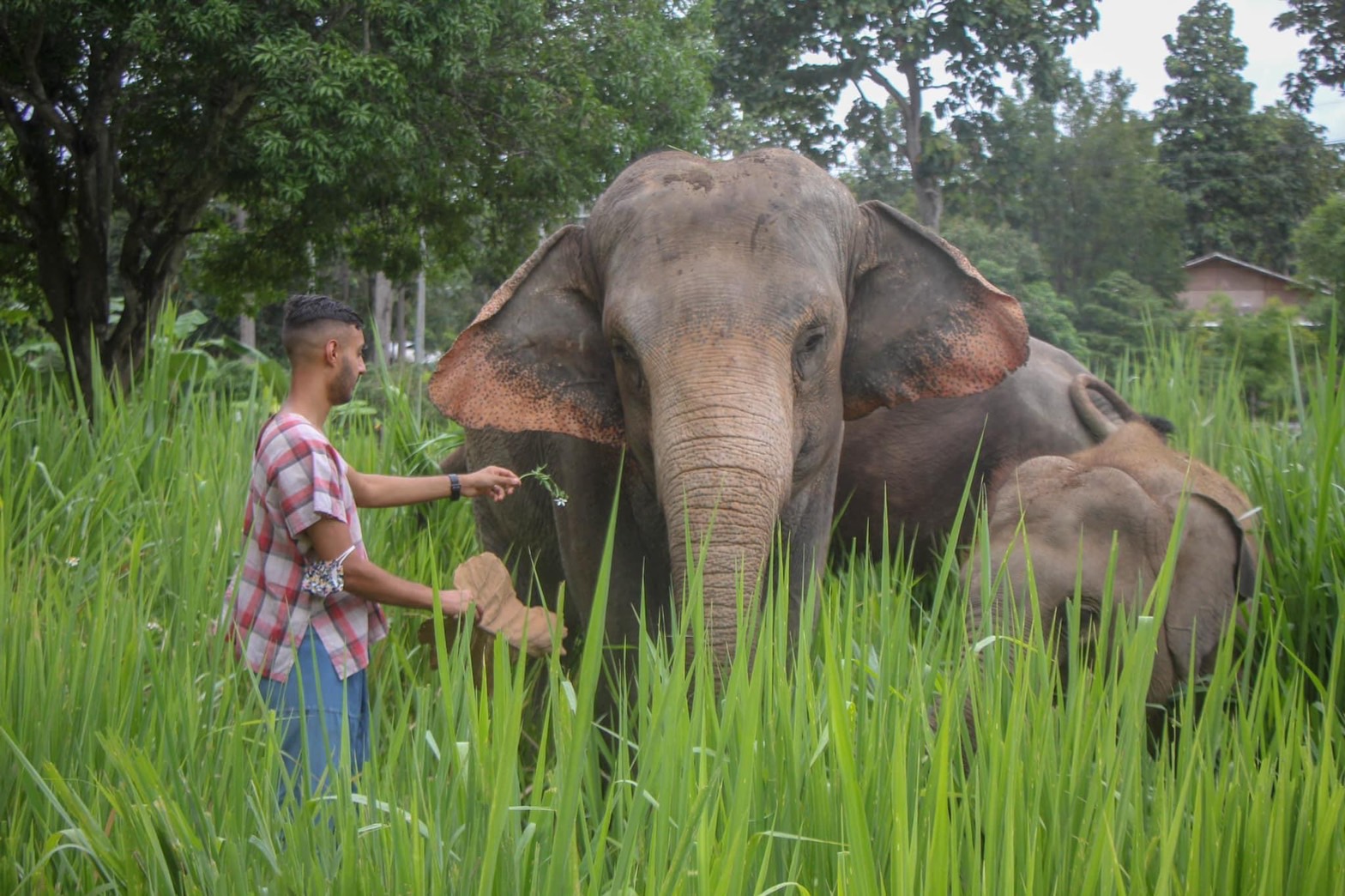 HALF DAY AFTERNOON | Maerim Elephant Sanctuary