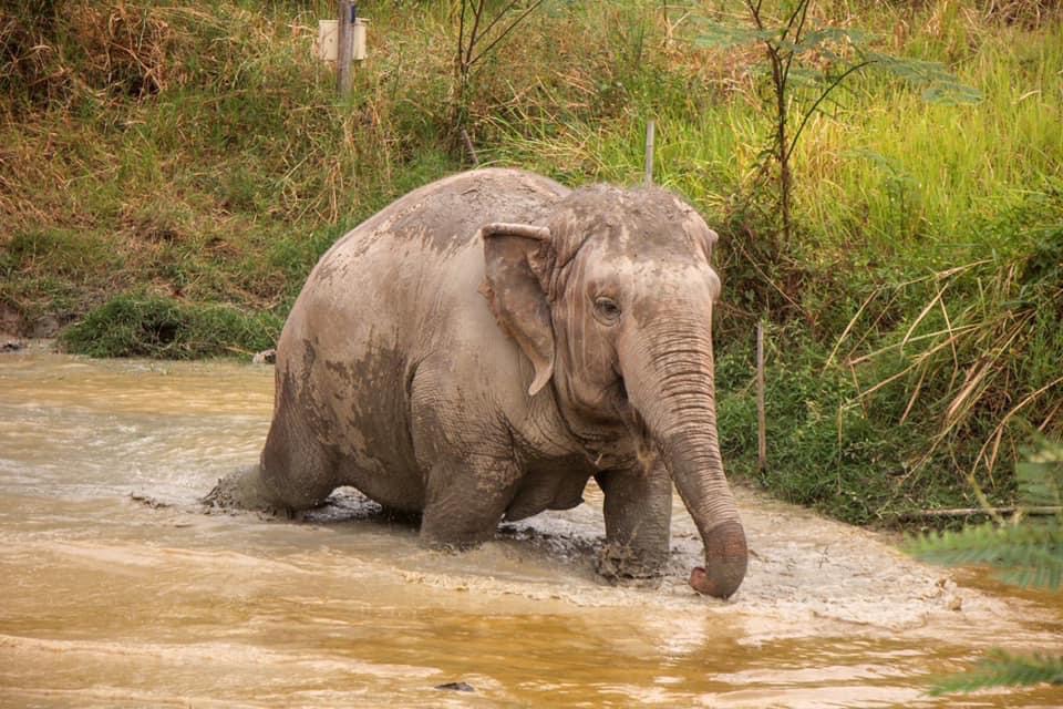 HALF DAY AFTERNOON | Maerim Elephant Sanctuary