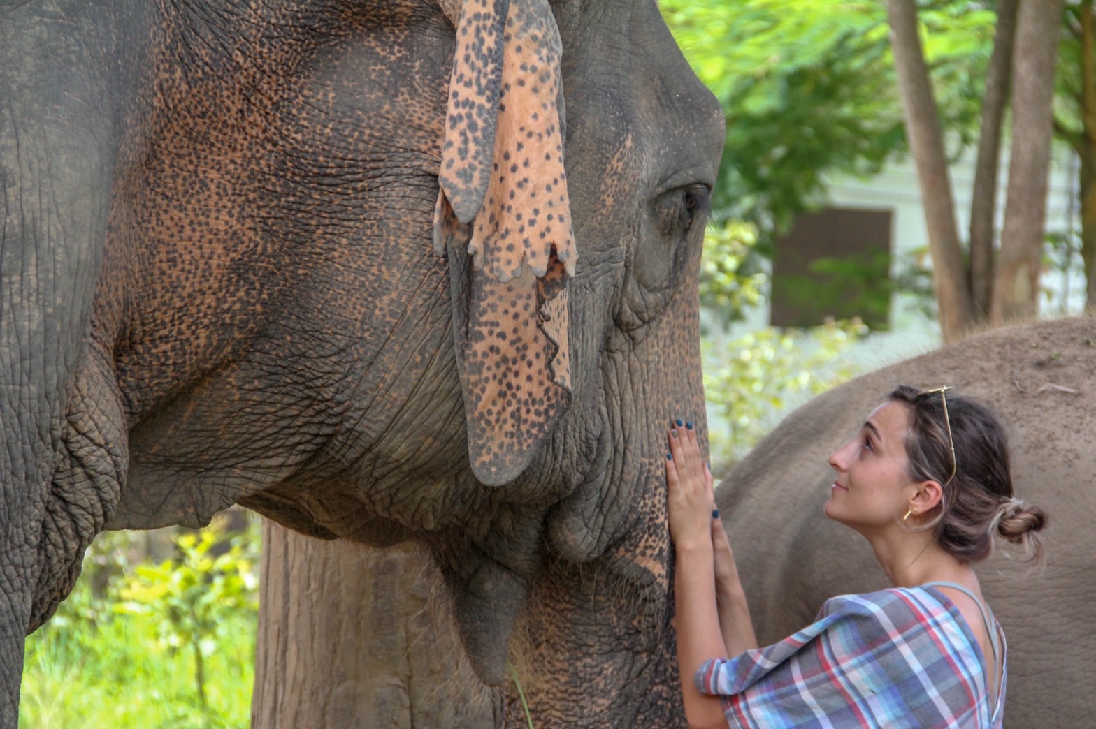 HALF DAY MORNING | Maerim Elephant Sanctuary