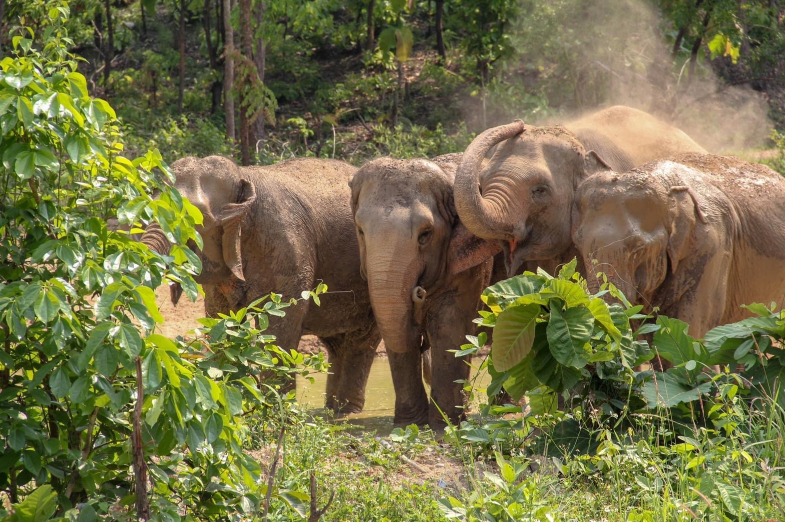 HALF DAY MORNING | Maerim Elephant Sanctuary