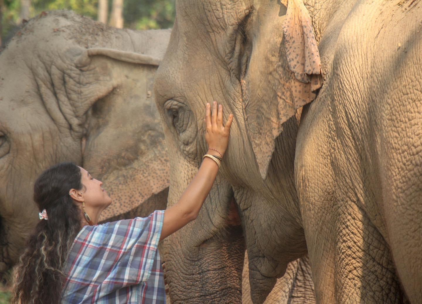GREET & FEED TOUR FROM 800 BAHT | Maerim Elephant Sanctuary