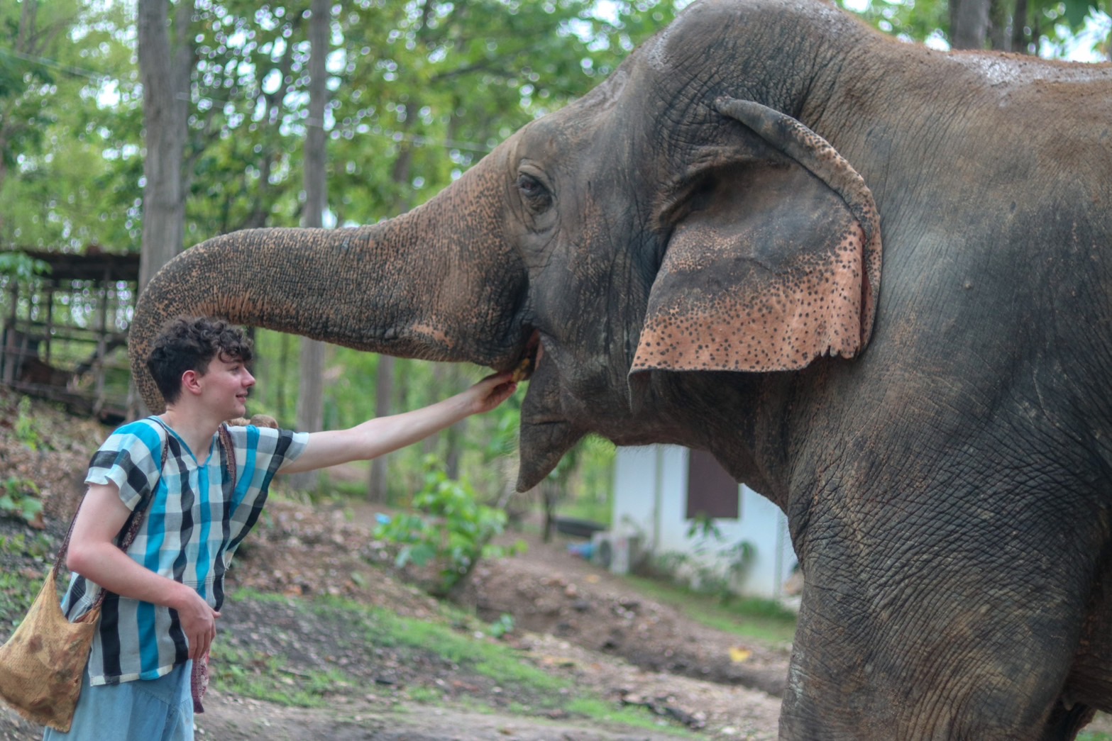 Half day elephant + Half day sticky waterfall | Maerim Elephant Sanctuary