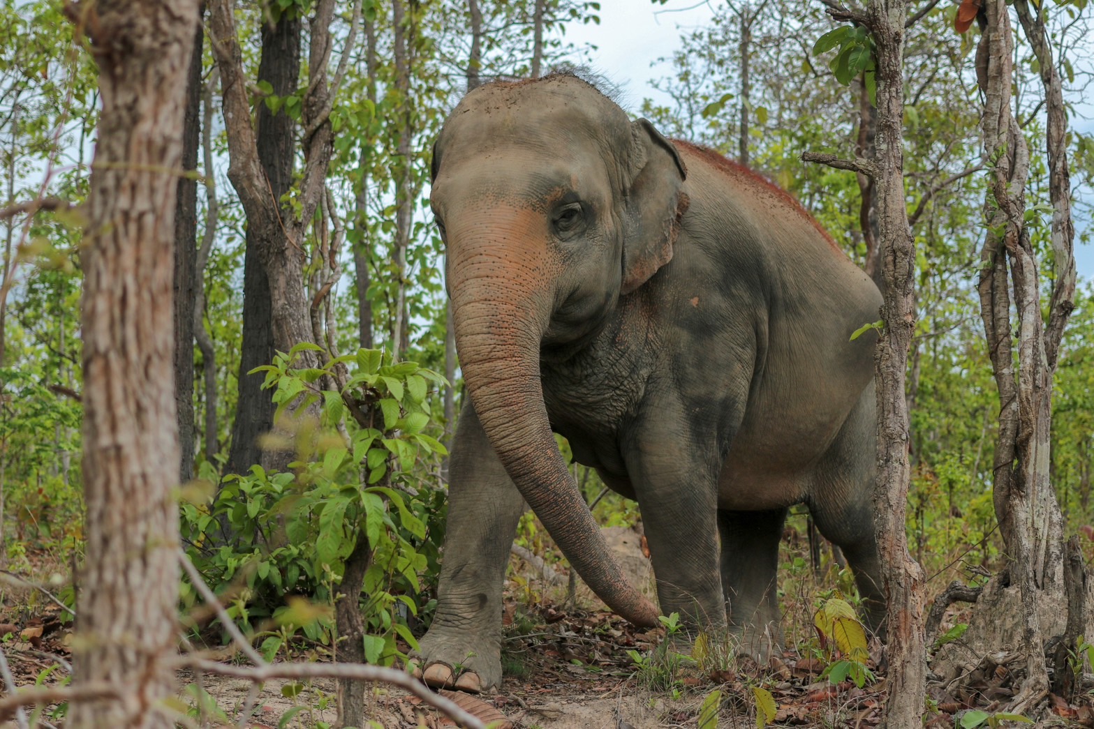 Half day elephant + Half day sticky waterfall | Maerim Elephant Sanctuary