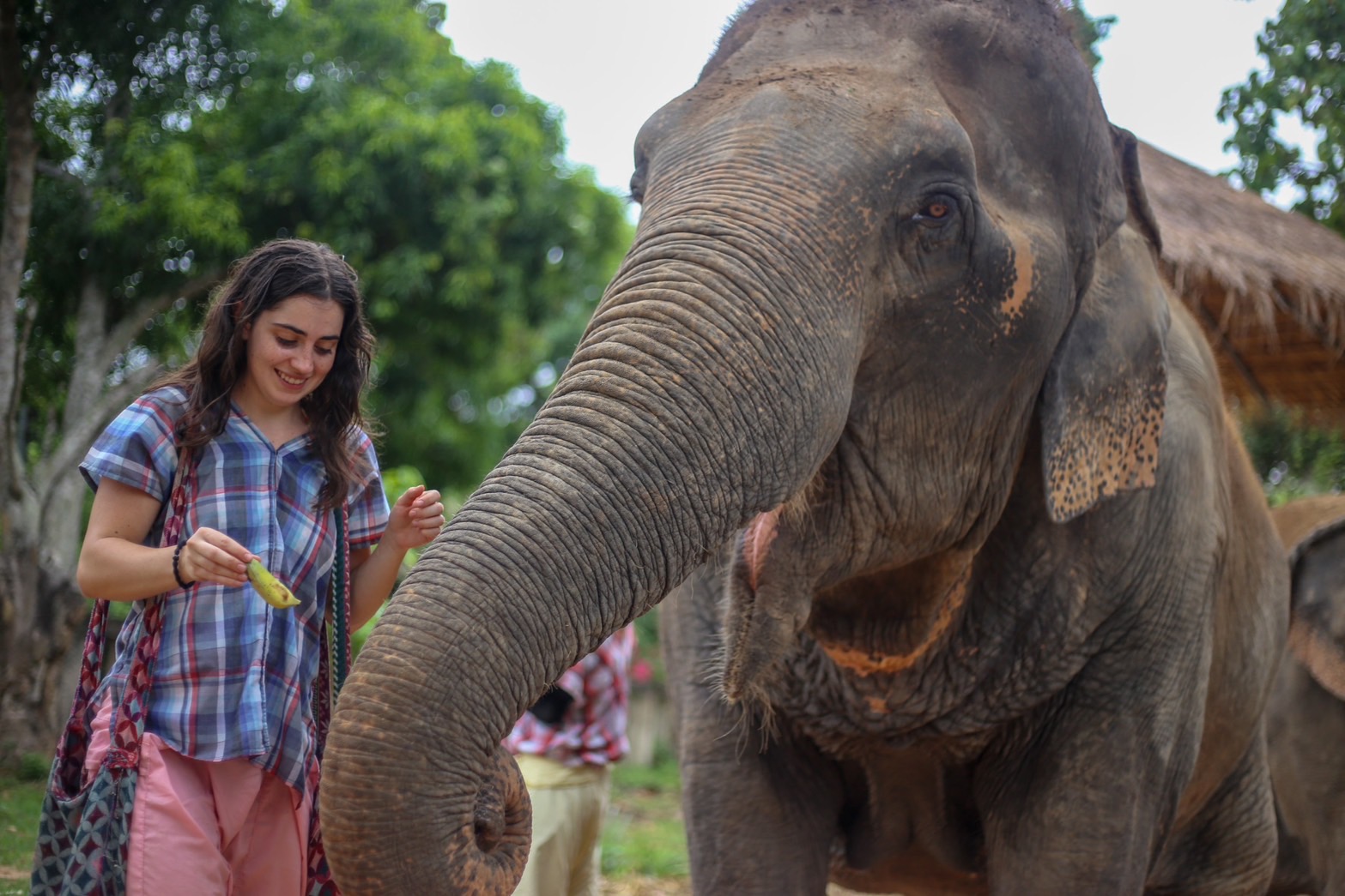 Half day elephant + Half day sticky waterfall | Maerim Elephant Sanctuary