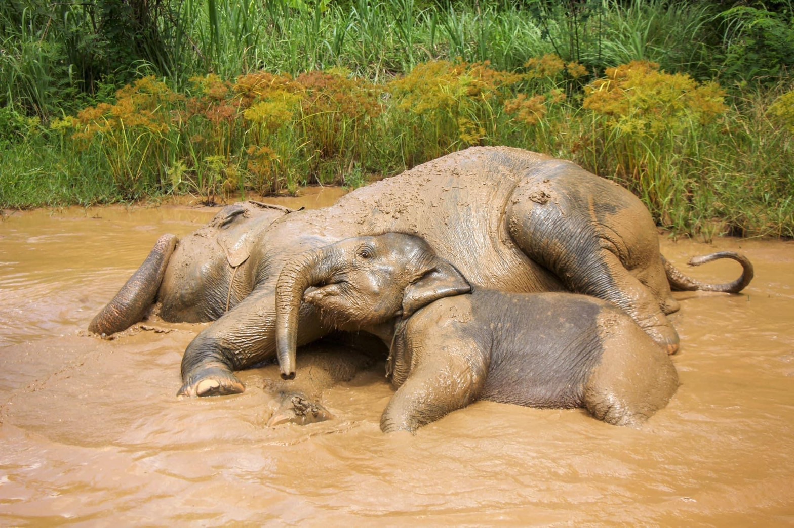 Doi Pho | Maerim Elephant Sanctuary