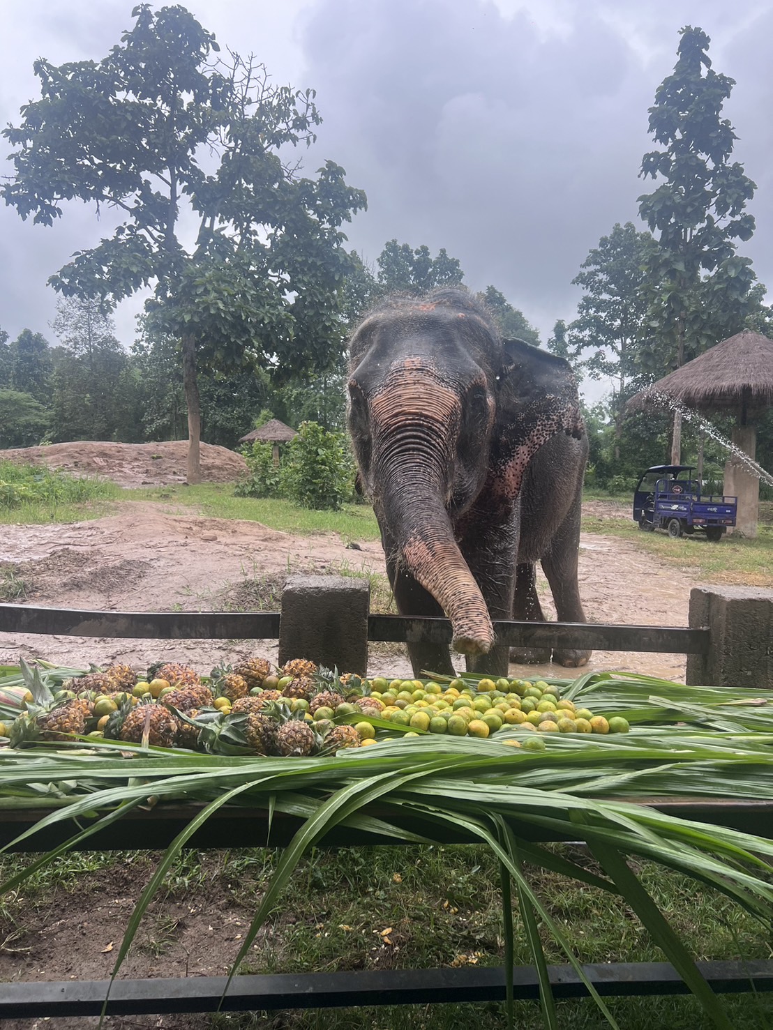 Thong Luan | Maerim Elephant Sanctuary