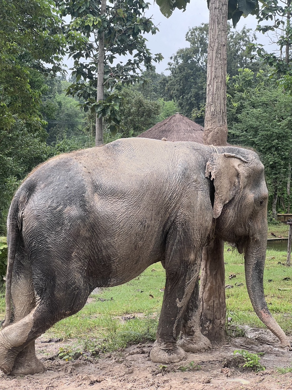 Thong Luan | Maerim Elephant Sanctuary