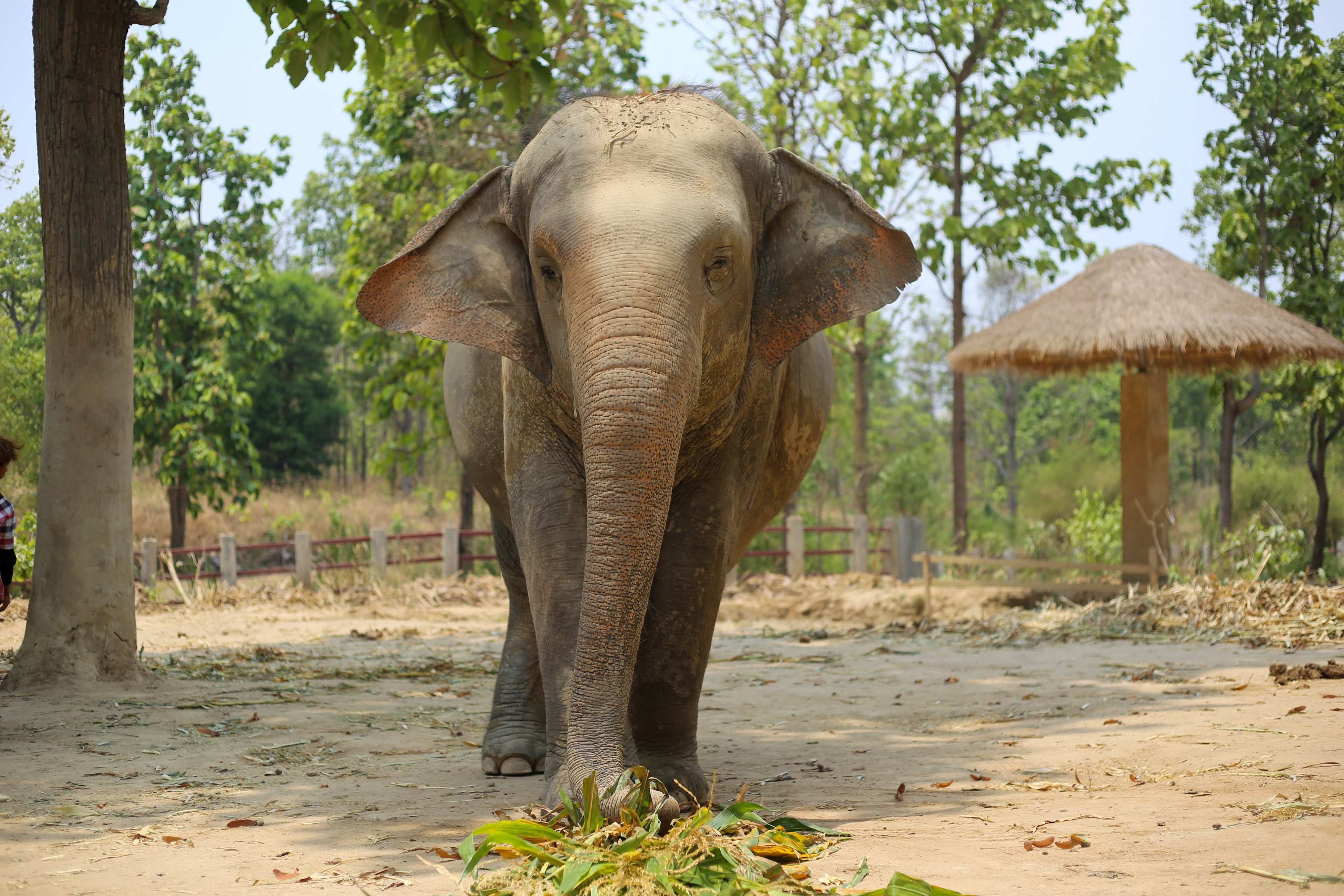Buatong | Maerim Elephant Sanctuary