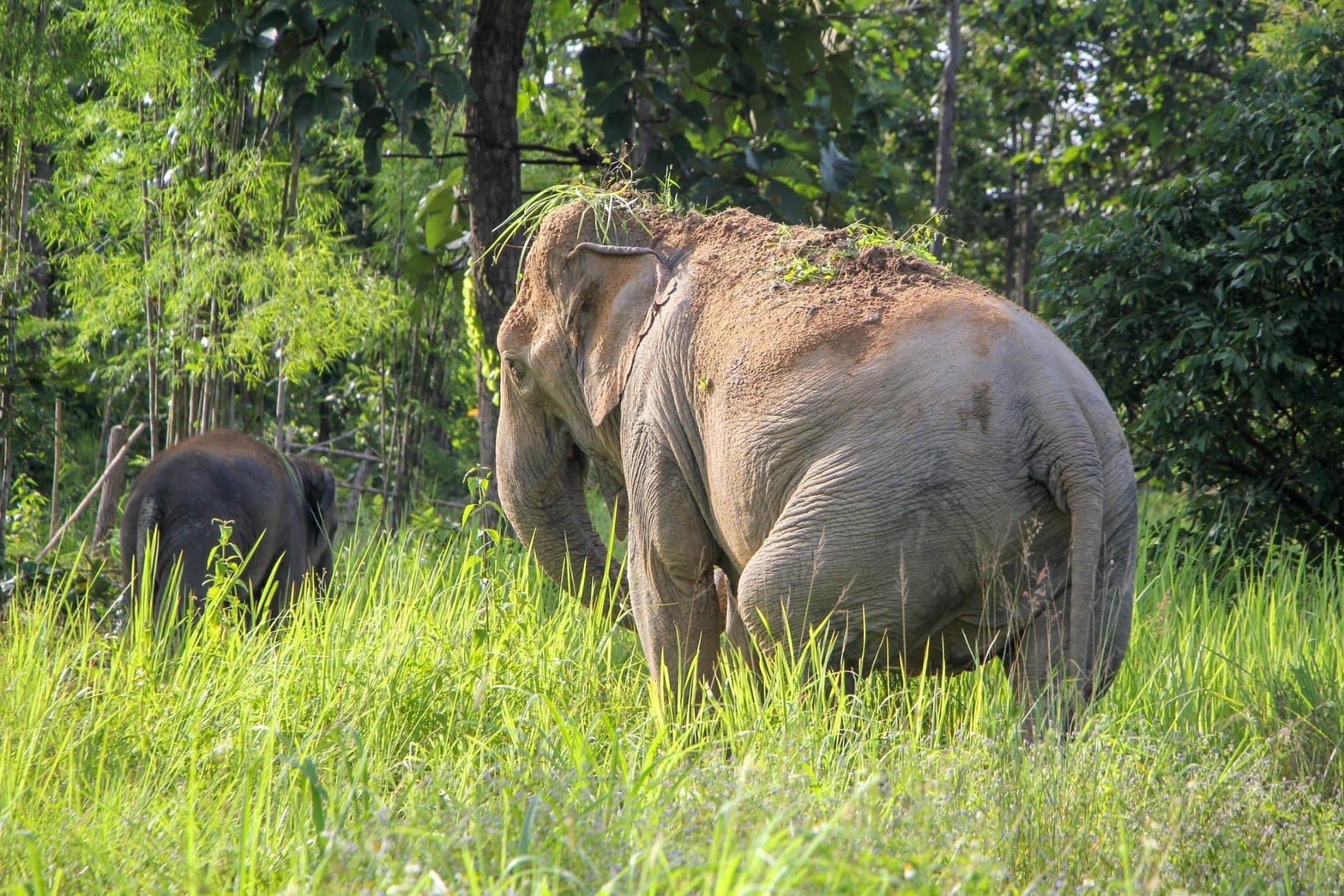 I-Sa-ra | Maerim Elephant Sanctuary