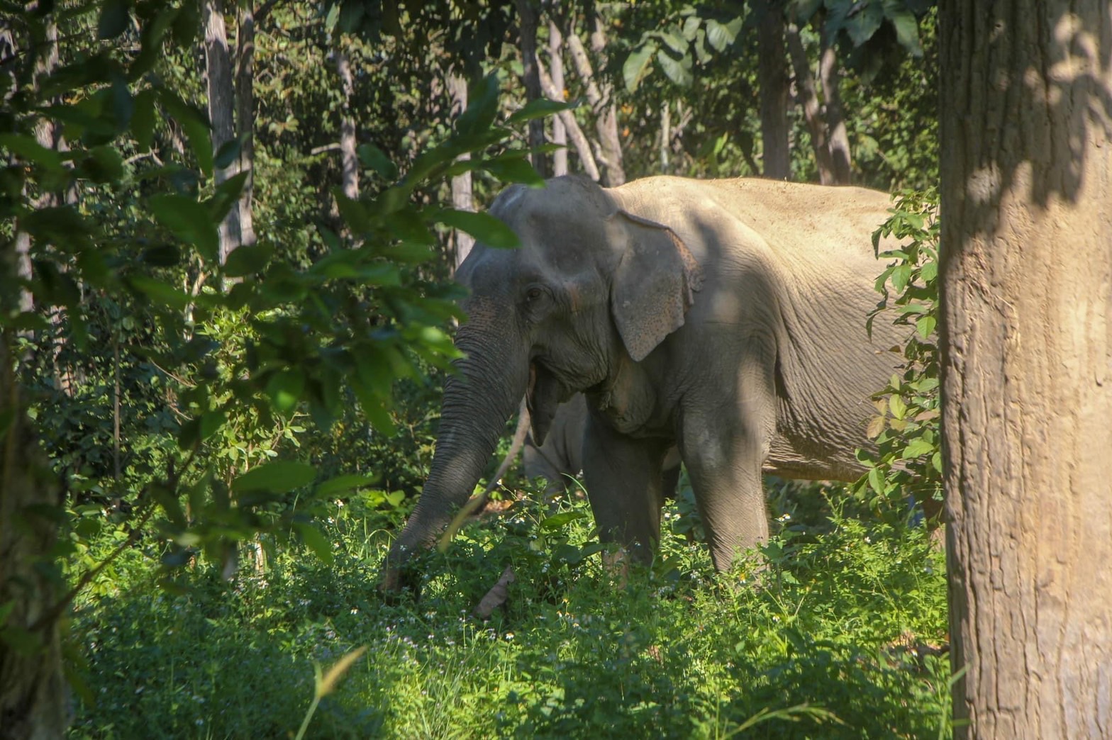 I-Sa-ra | Maerim Elephant Sanctuary