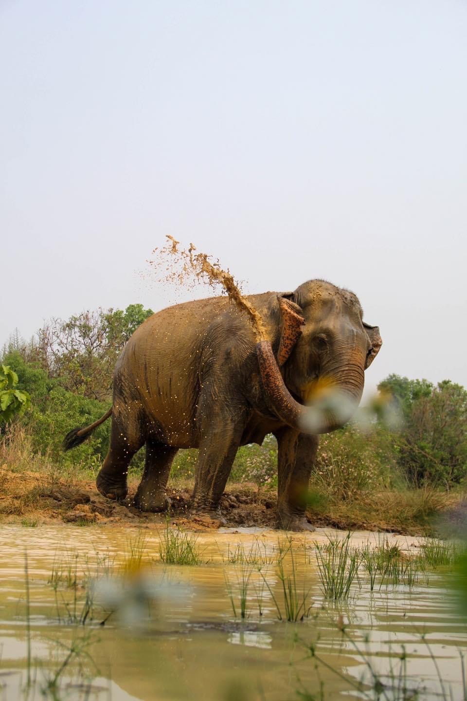 I-Sa-ra | Maerim Elephant Sanctuary