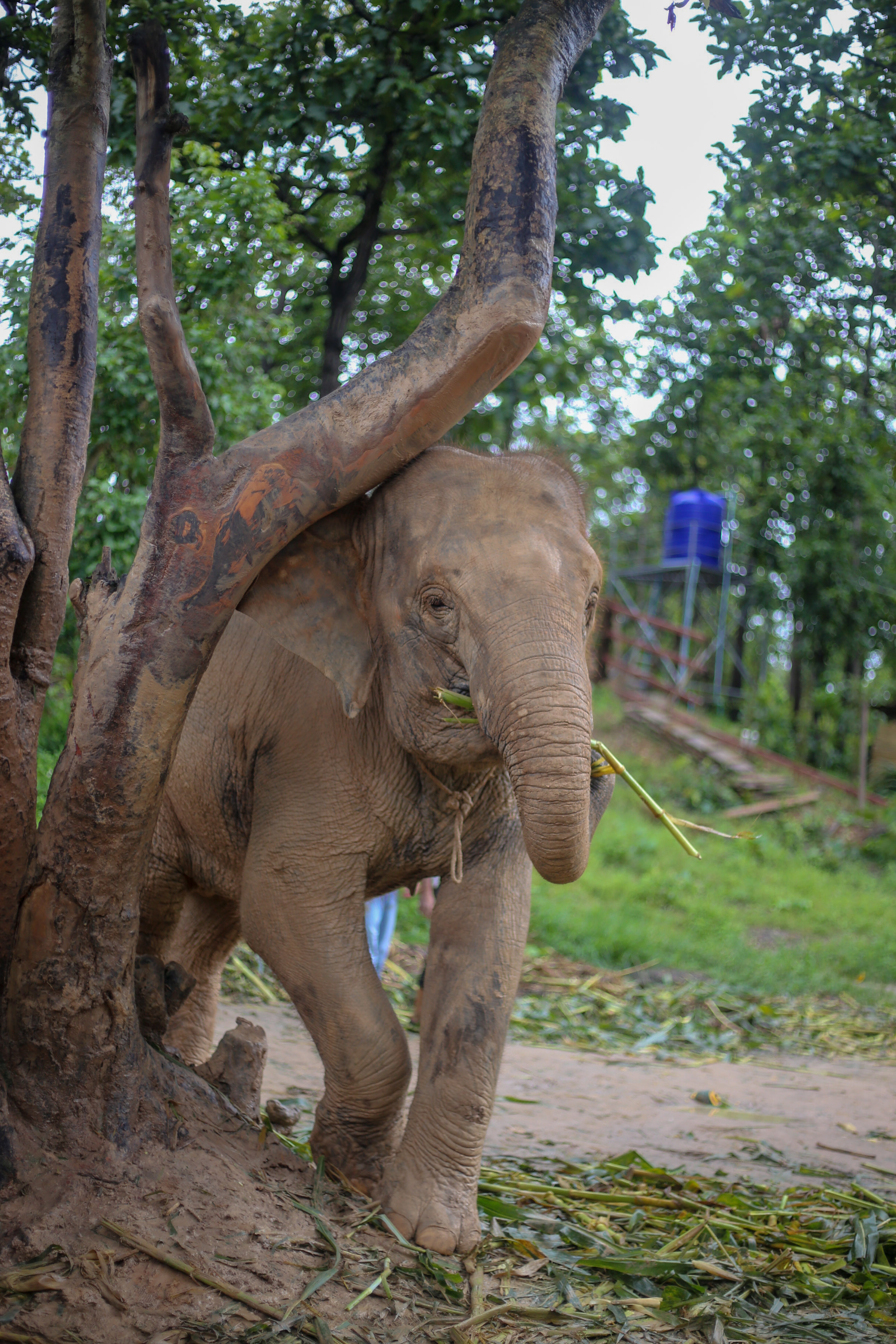 Doi Pho | Maerim Elephant Sanctuary