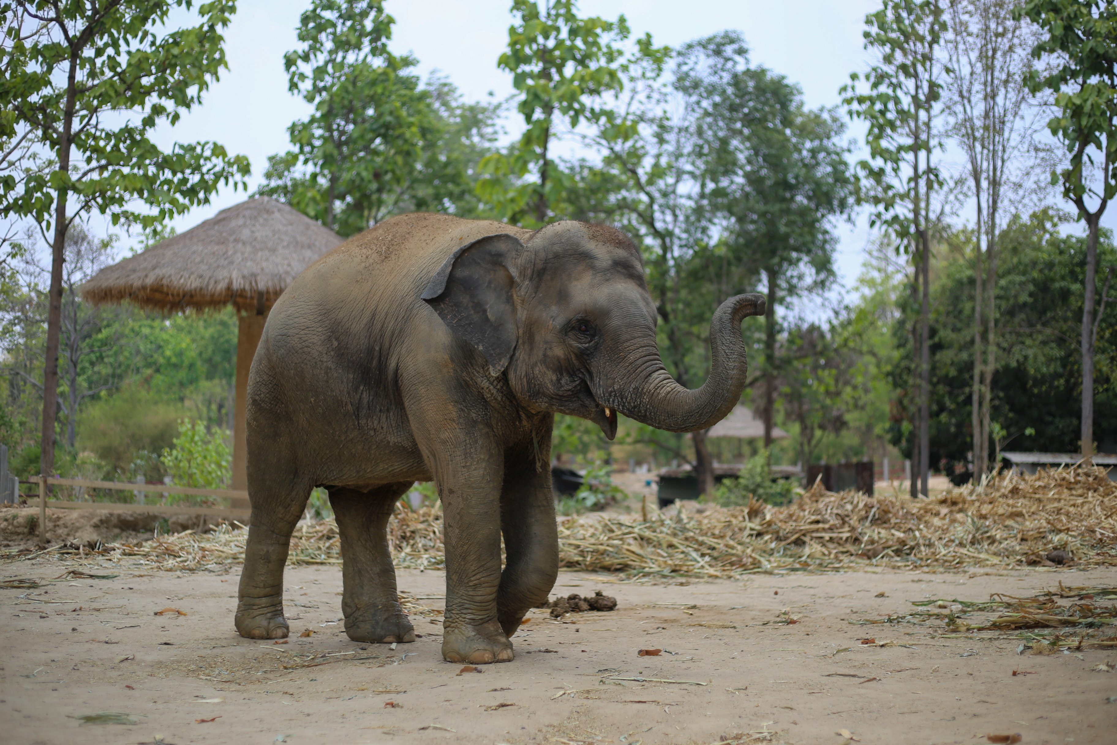 Doi Pho | Maerim Elephant Sanctuary