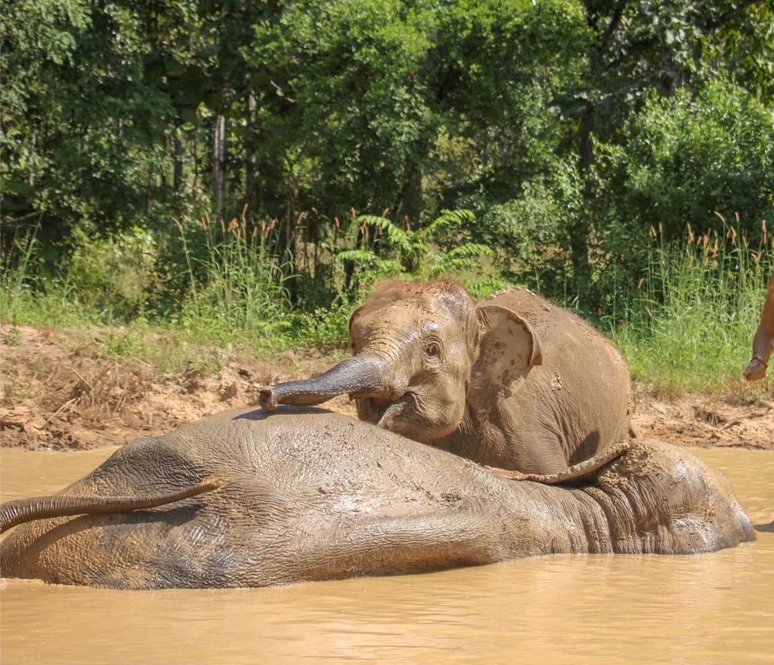 Doi Pho | Maerim Elephant Sanctuary