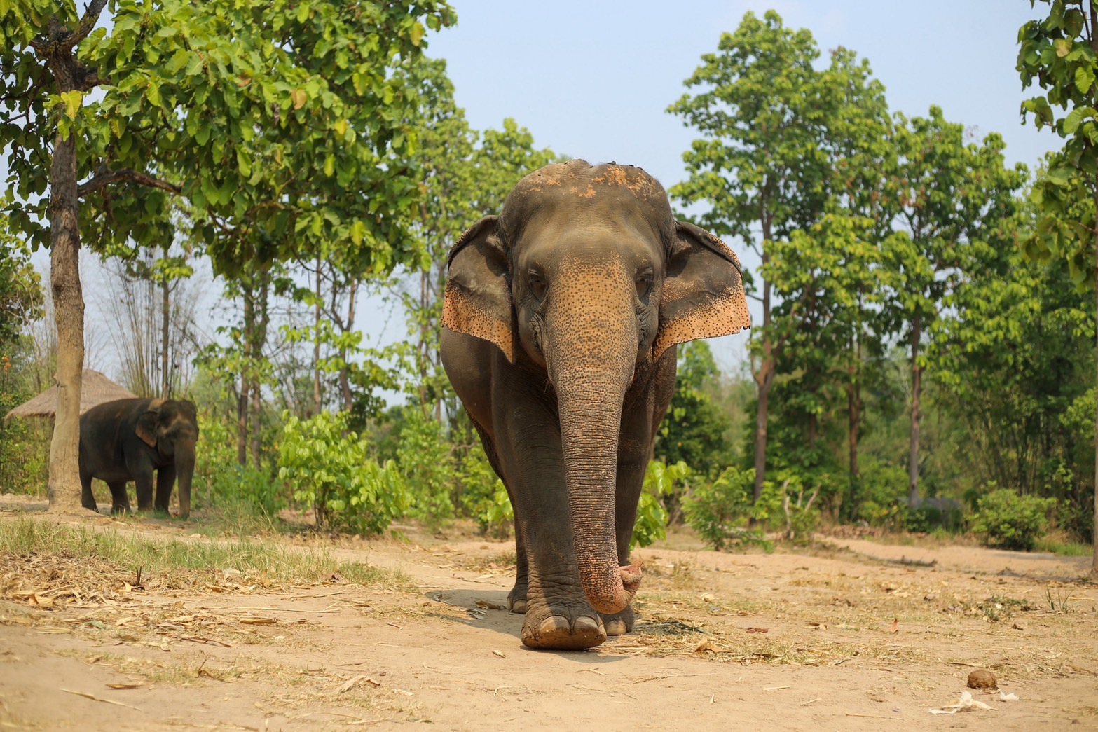 Duang Dee | Maerim Elephant Sanctuary