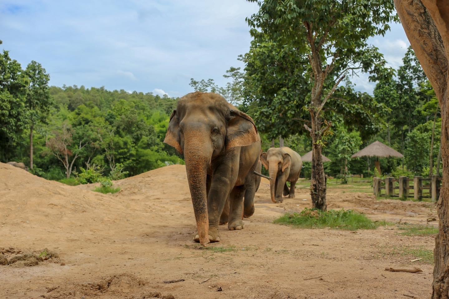 Duang Dee | Maerim Elephant Sanctuary