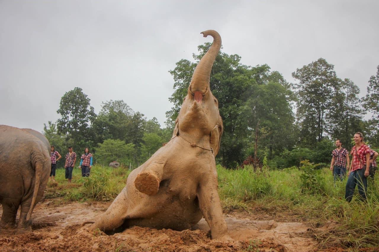 Duang Dee | Maerim Elephant Sanctuary