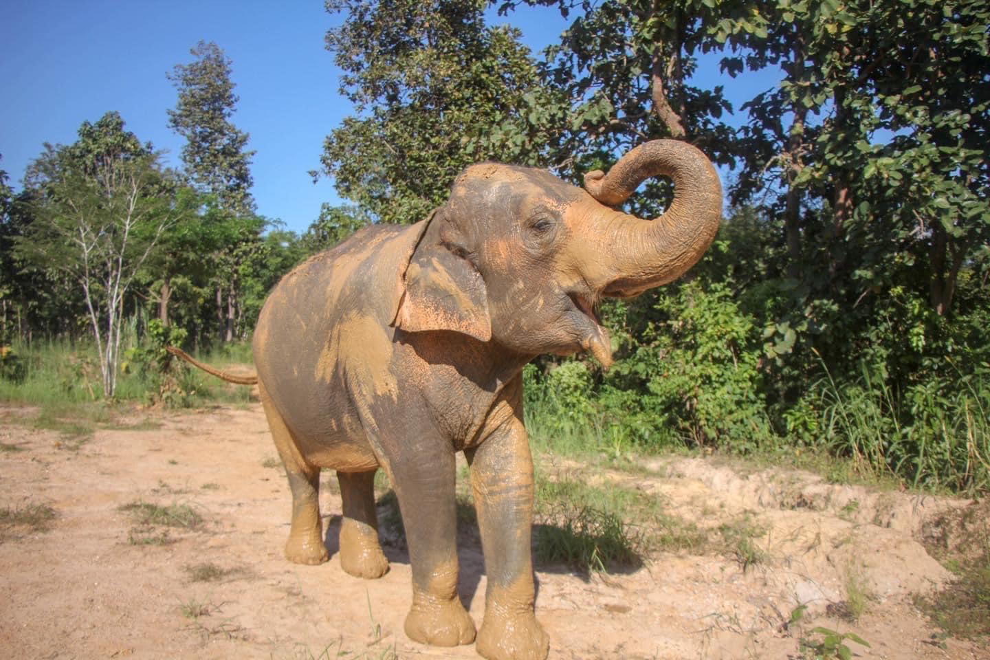 Duang Dee | Maerim Elephant Sanctuary