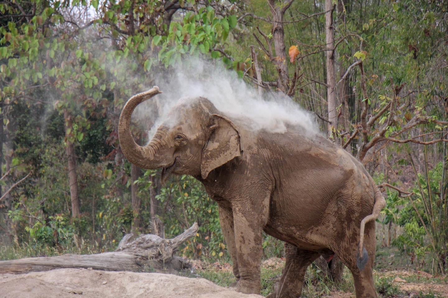 Chompoo | Maerim Elephant Sanctuary