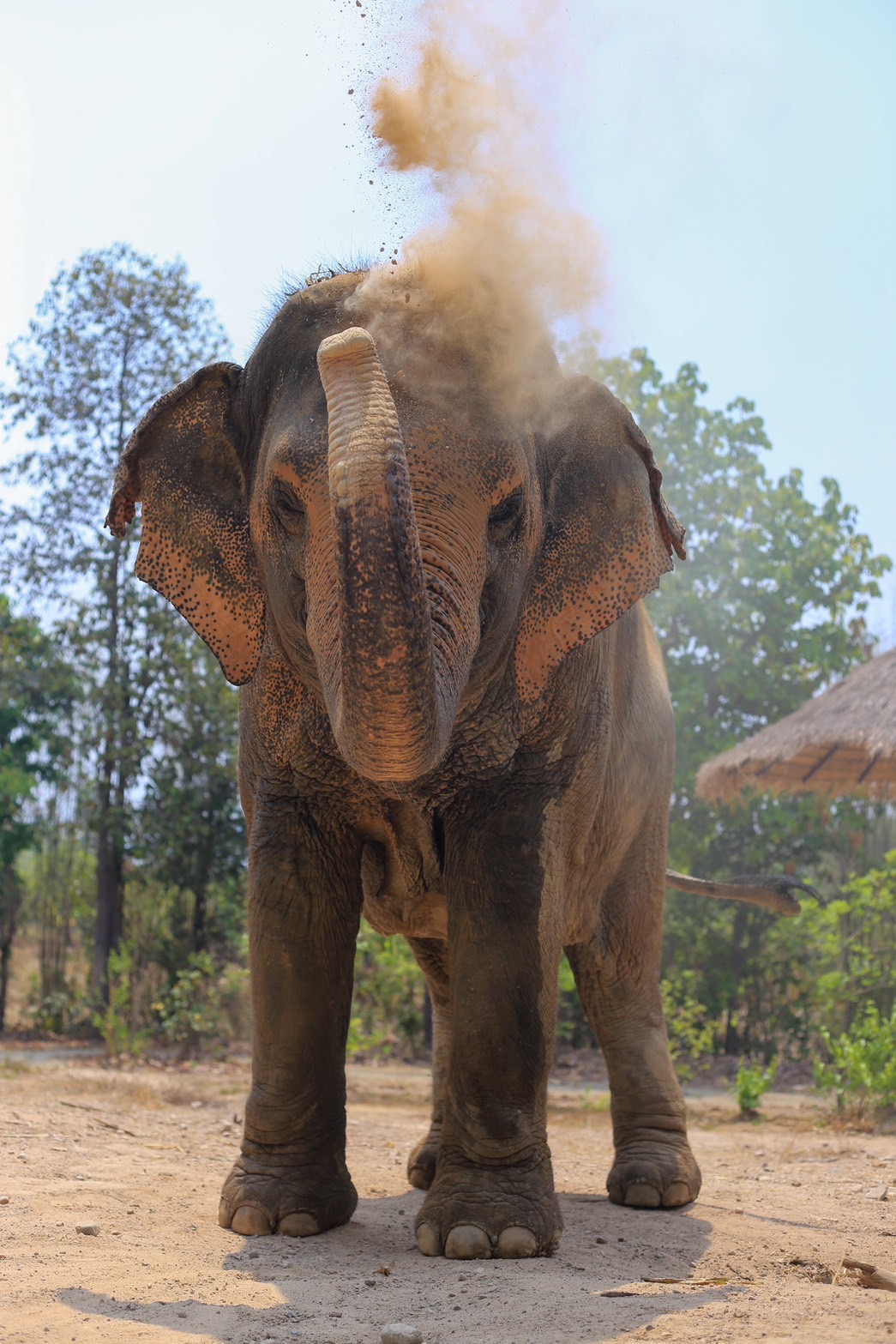 Chompoo | Maerim Elephant Sanctuary