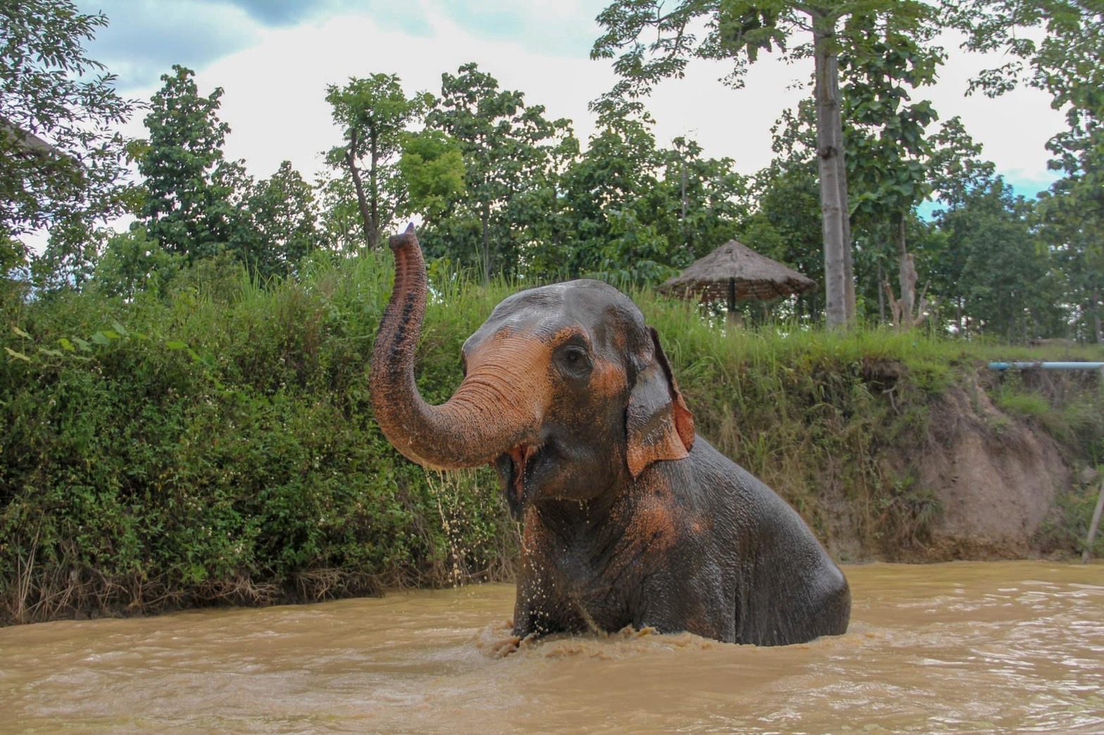 Chompoo | Maerim Elephant Sanctuary