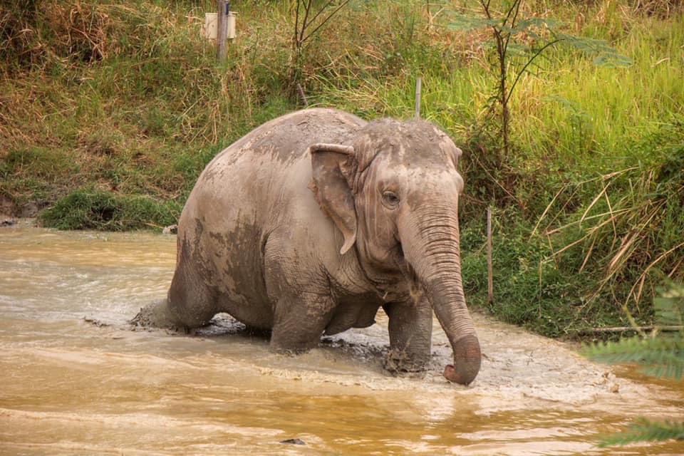 Duang Jan | Maerim Elephant Sanctuary