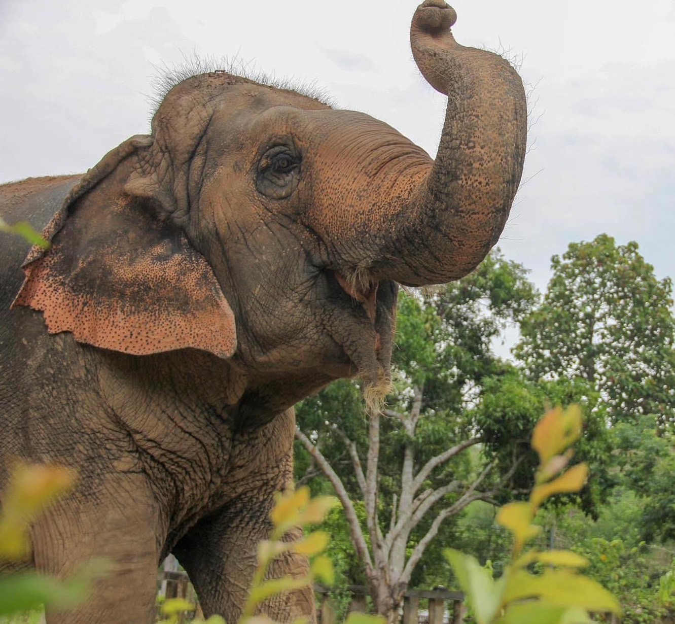 Duang Jan | Maerim Elephant Sanctuary
