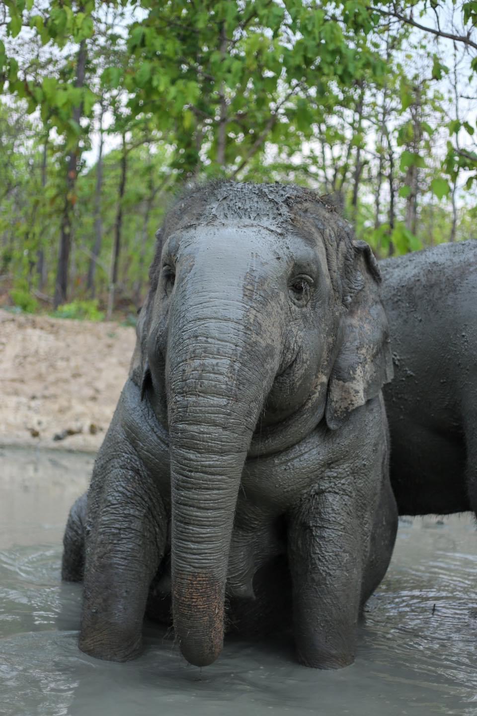 Duang Jan | Maerim Elephant Sanctuary
