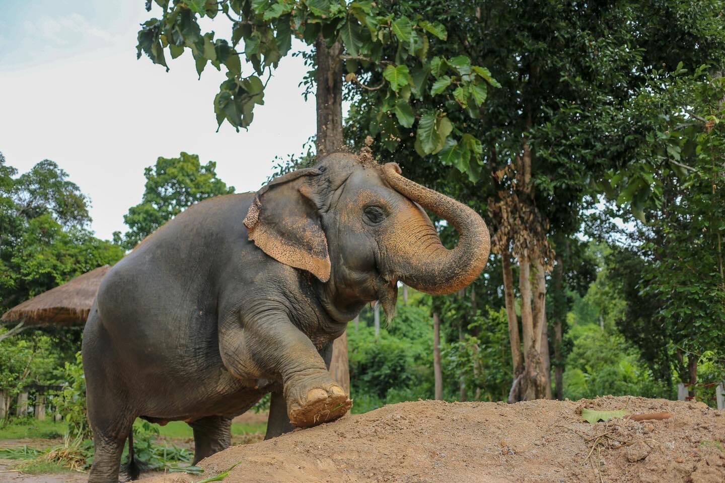 Duang Jan | Maerim Elephant Sanctuary