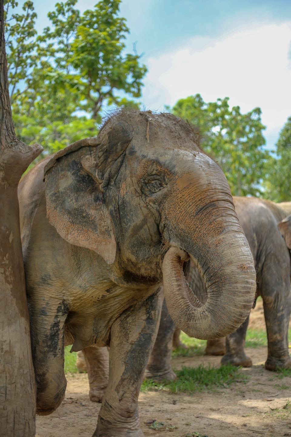 Duang Jan | Maerim Elephant Sanctuary