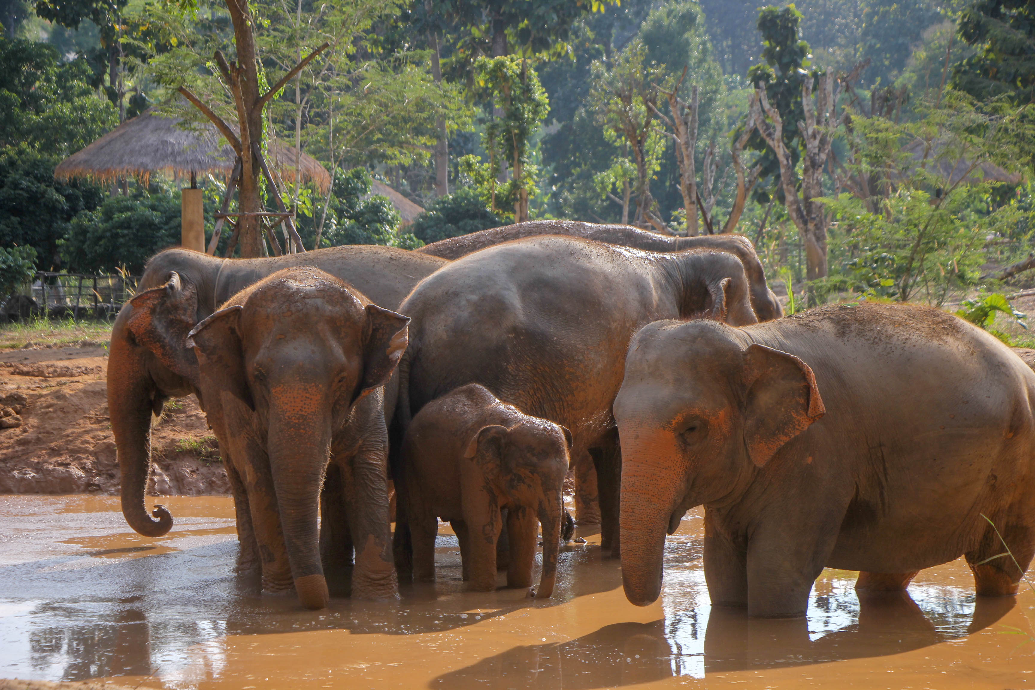 HALF DAY AFTERNOON | Maerim Elephant Sanctuary