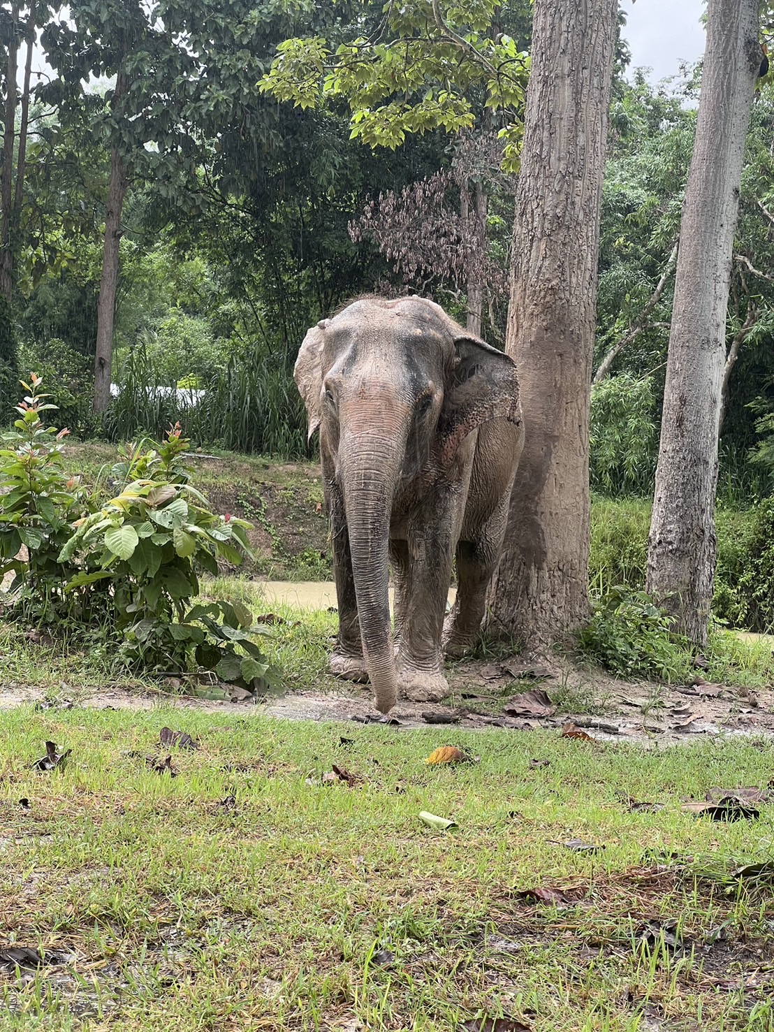 Thong Luan | Maerim Elephant Sanctuary