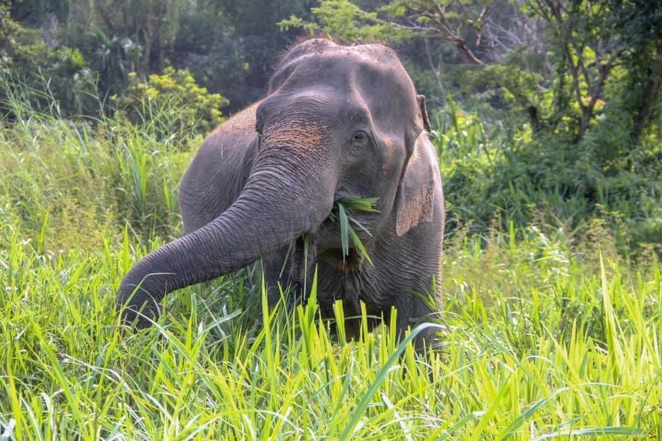 I-Sa-ra | Maerim Elephant Sanctuary