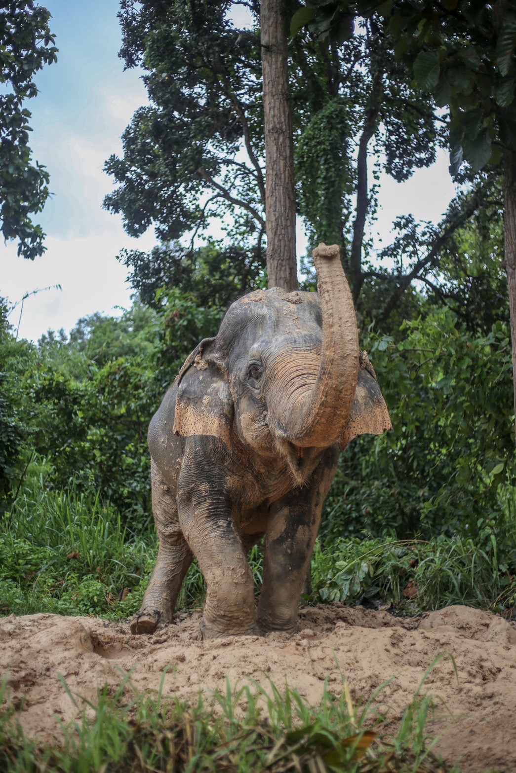 Duang Dee | Maerim Elephant Sanctuary