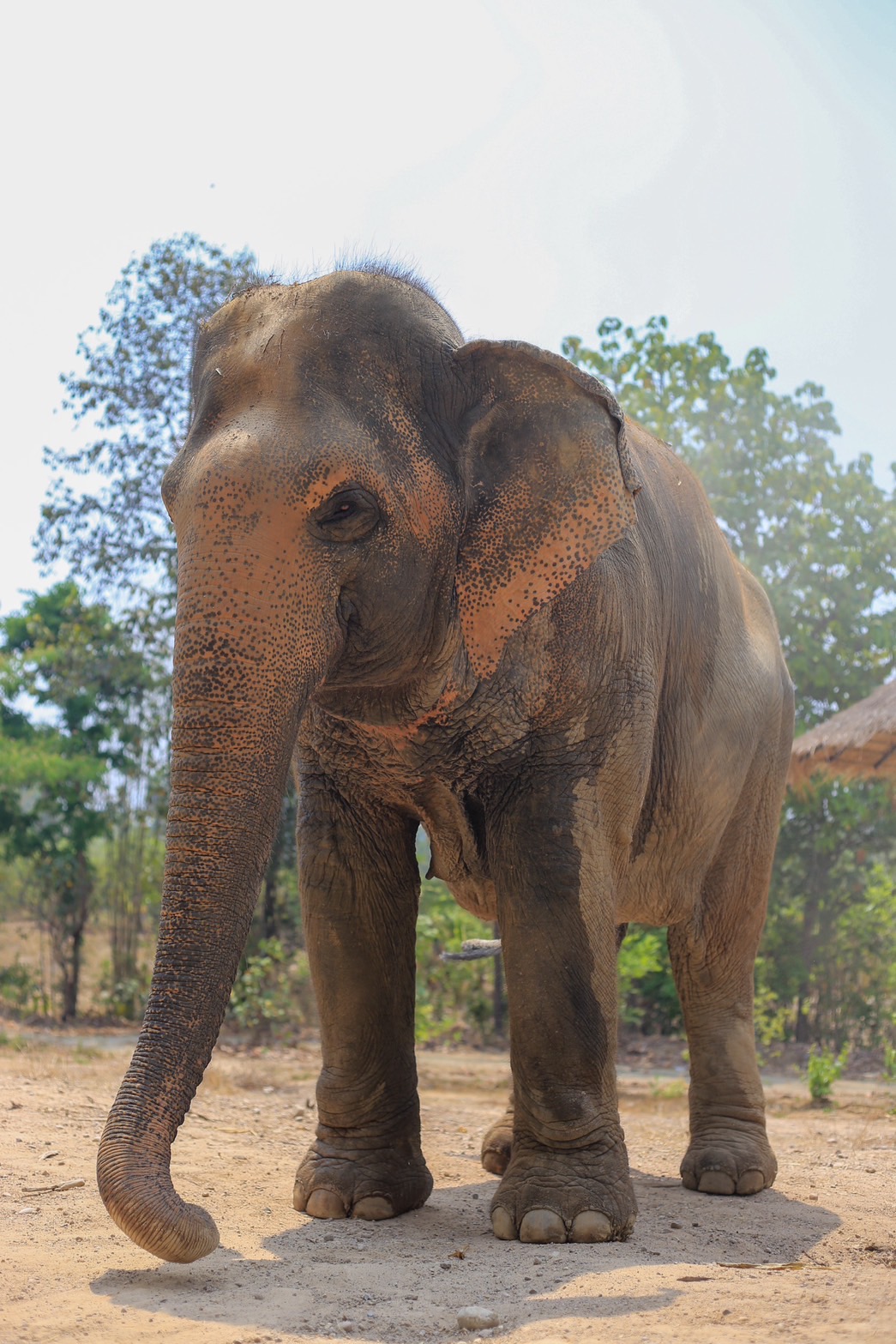 Chompoo | Maerim Elephant Sanctuary